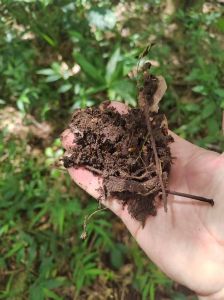 儋州180亩种植地水电齐全租金370元/亩/年