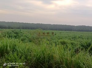 白沙550亩临大路边种植地租金一年一付