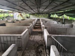 定安周边约600平米猪圈出租水电房齐全可随时进场养殖