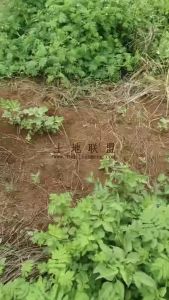 定安230亩种植地租金十年一付可随时进场耕种