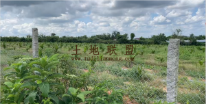 海口琼山300亩种植地水电房齐全可随时进场耕种