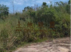 昌江80亩种植地水电房齐全租金可分期