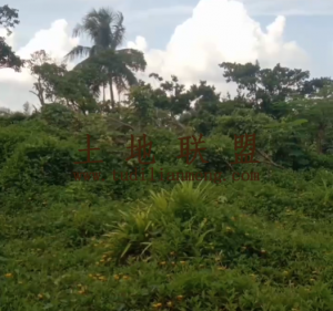 文昌60亩种植地出租交通便利水电房齐全