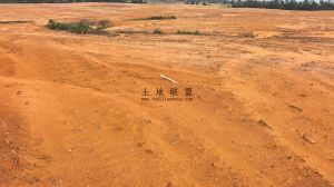 文昌70亩种植地租金十年一付可随时进场耕种