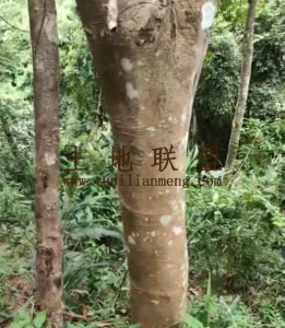 乐东约110亩种植地水源充足价格便宜
