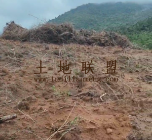 三亚80亩农场种植地可随时进场耕种土壤肥沃