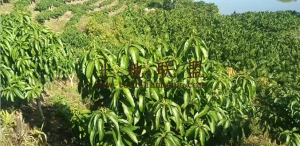 琼海30亩地带1500棵槟榔树转让租金150元/亩/年