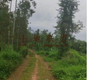 澄迈福山120亩种植地租金五年一付水源充足