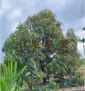 万宁约23亩地带150棵榴莲树转让设施齐全