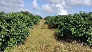 保亭约46亩农场地芒果园转让交通便利租金便宜