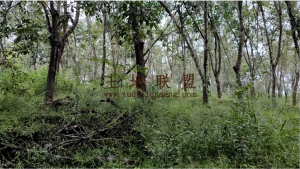 琼中约15亩农场种植转让可随时进场耕种水源充足