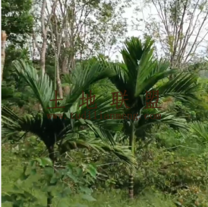 屯昌临大河边约30亩地带槟榔树转让农场地租金便宜