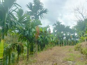 琼中约30亩农场地带2000棵槟榔树转让接手管理即可