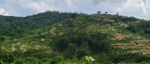 屯昌约230亩种植地可随时进场耕种租金75元/亩/年