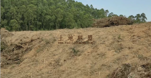 东方约200亩种植可随时进场耕种租金520元/亩/年可分期