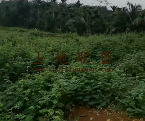 乐东约70亩种植地交通便利租金可分期付款