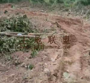 昌江100亩种植地水源充足租金可分期土壤肥沃