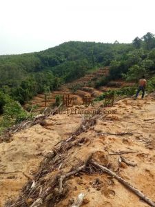 陵水约10亩农场种植地可随时进场耕种