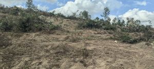 屯昌约160亩农场种植地租金80元/亩/年转让费80万