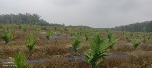 澄迈约22亩地带2800棵槟榔转让水电齐全接手管理即可