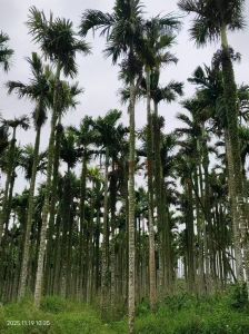 文昌约24亩地带2800棵槟榔树出租接手管理就有收益