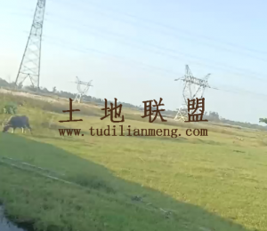 儋州约1000亩短期种植地出租水电方便可随时进场耕种