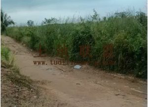 昌江约100亩种植地租金可分期交通便利