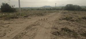 昌江300亩短期种植地可分割出租土壤肥沃