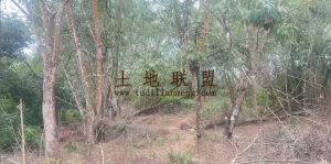 琼海农场约20亩种植地租金120元/亩/年水电方便