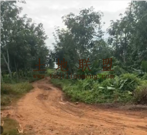 澄迈约150亩农场种植地租金五年一付交通便利