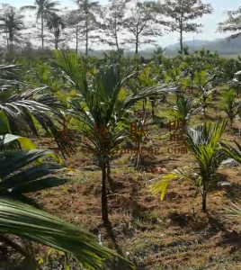 陵水300亩槟榔园带一栋3层小楼转让