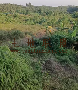 儋州3000亩种植地可分割租金五年一付交通便利