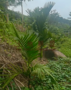 白沙62亩地带5000棵槟榔树转让租金300元/亩/年一年一付