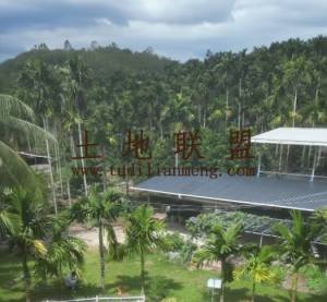 保亭约40亩果园地带房子转让环境舒适