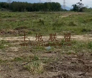 昌江200亩种植地可随时进场耕种租金五年一付