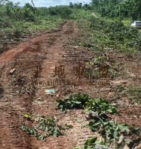 定安约35亩种植租金十年一付可随时进场耕种土壤肥沃