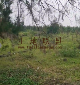 临高50亩短期种植地租金450元/亩/年交通便利