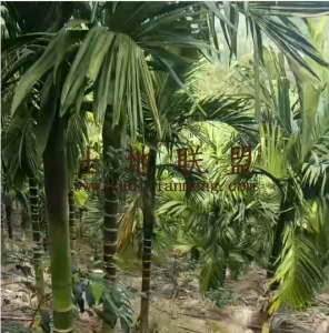 陵水21亩地带2400棵槟榔树转让设施齐全接手管理就有收益