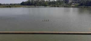 澄迈周边600亩鱼塘可分割出租随时进场养殖