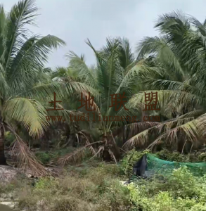 万宁33亩椰子园转让水电齐全接手管理即可