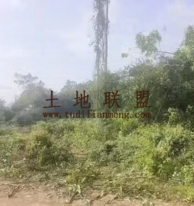 临高100亩种植地租金五年一付可随时进场耕种