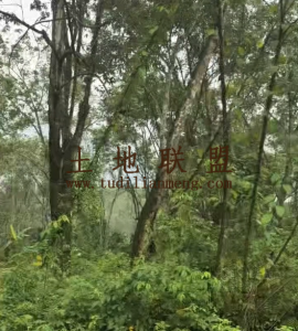 儋州2100地带4000棵槟榔树转让租金270元/亩/年