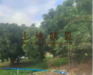 东方2000亩地带龙眼转让接手管理就有收益