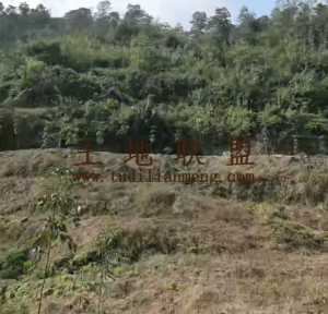 屯昌75亩种植地带1000棵槟榔苗转让费40万