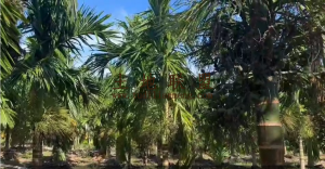 乐东尖锋约9亩地带1100棵槟榔树出租接手管理就有收益