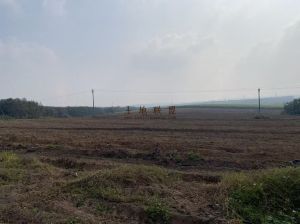 儋州200亩短期套种地出租水电齐全500元/亩/年