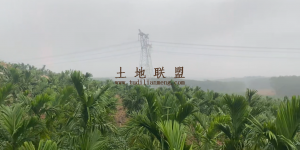 儋州103亩槟榔园转让水电房齐全接手管理就有收益