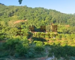 东方100亩芒果园转让水电方便土壤肥沃