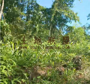 琼中150亩种植地租金260元/亩/年可随时进场