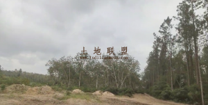 澄迈34亩种植地交通便利租金460元/亩/年